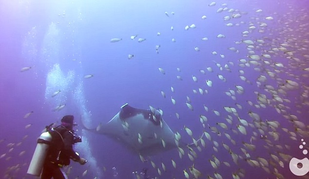 Một nhóm các scuba (thợ lặn với bình dưỡng hỗn hợp khí Heli trên lưng, lặn hàng giờ dưới đáy biển sâu hơn 60m) vô tình được một con cá đuối khổng lồ ở ngoài khơi bờ biển Costa Rica tiếp cận. Con vật đã yêu cầu nhóm thợ lặn giúp đỡ khi đang đau đớn vì mắc kẹt.